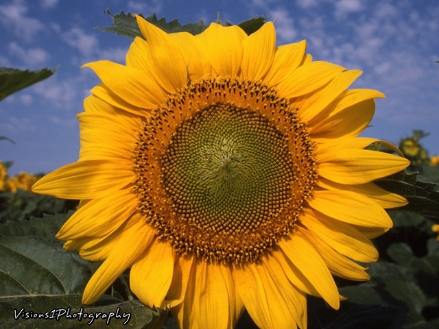 Sunflower Wisconsin