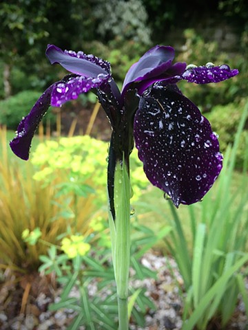 Iris Bulleyana