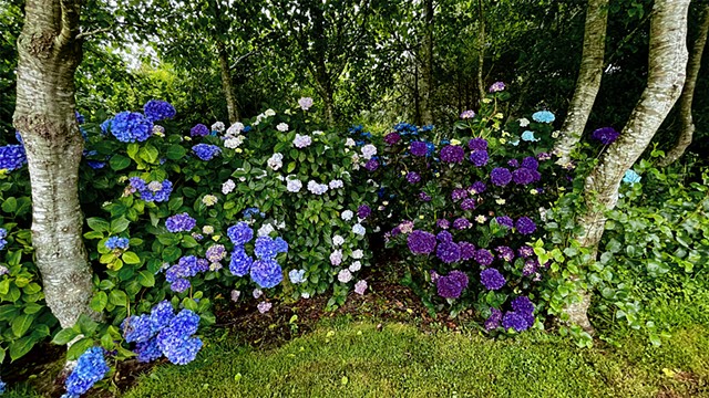 Hydrangeas