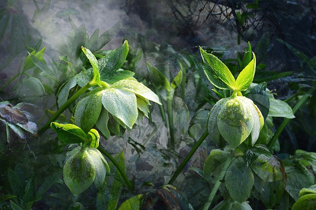 Hellebore