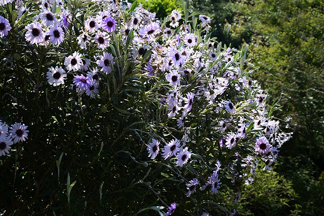 Olearia Henry Travers