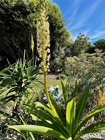 Eucomis