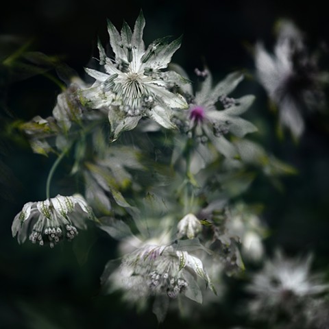 Astrantia