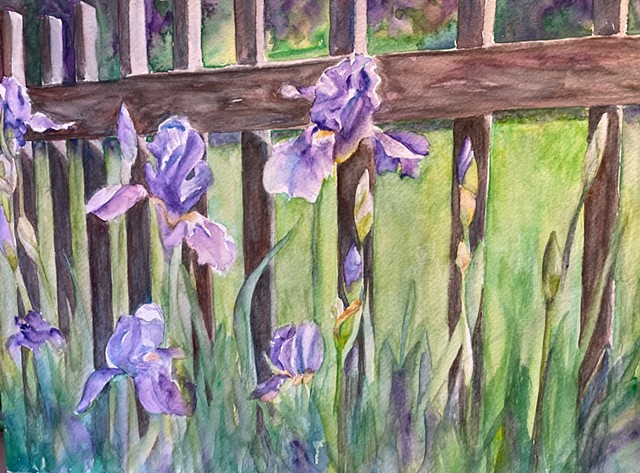 Iris Along the Fence