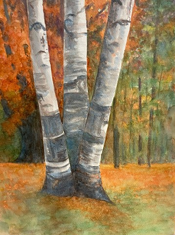 Trio of Birches