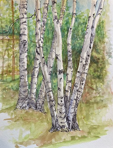 Summer Birches