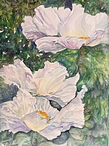 Light Frilled