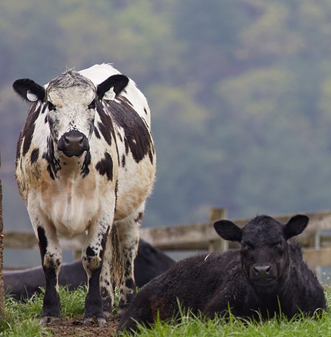 Cowpasture River Cows