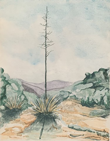 Desert Cactus