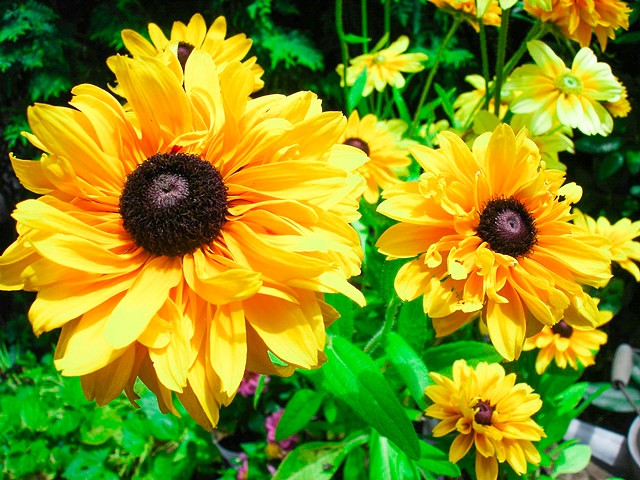 Sunflowers, No 1