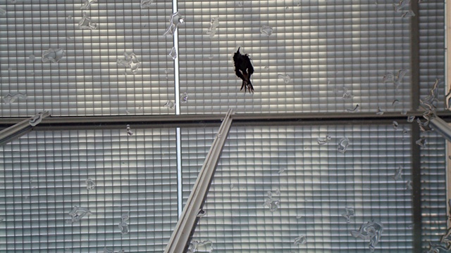 this is what happens when you keep bumping your head on the glass ceiling (dead bird)