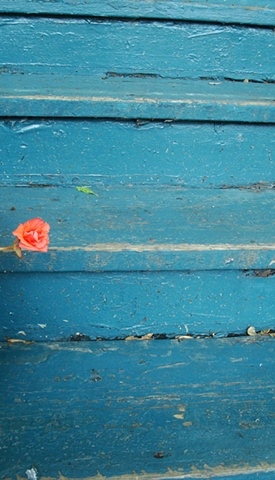 one coral bloom against a porch painted teal blue