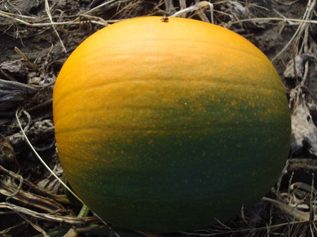 ladybug on pumpkin