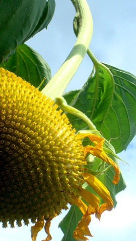 sunflower