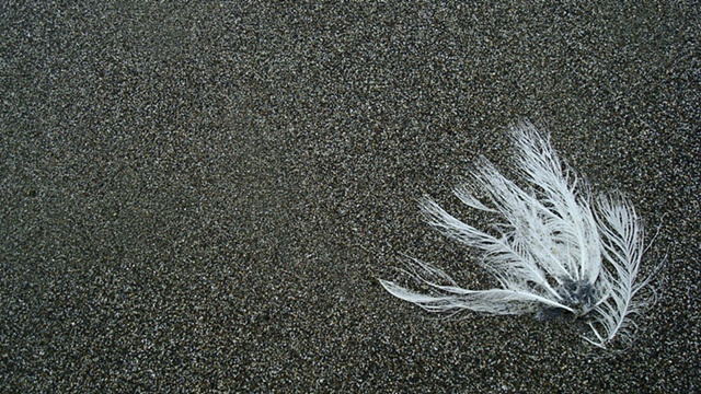 untitled (feathers on the beach)