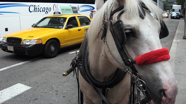 horse and cab