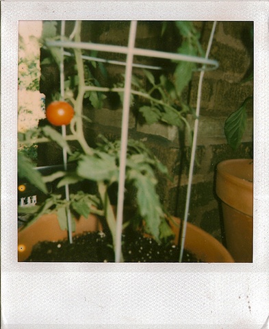 baby cherry tomato