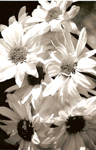 daisies for amber 