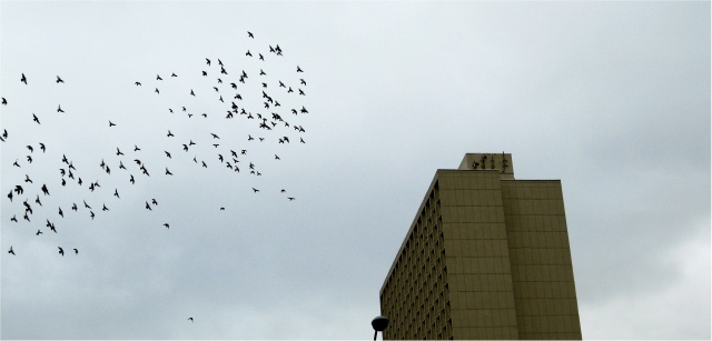 flock (polish triangle)