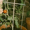 baby cherry tomato