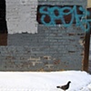 graffiti pigeon (for steve archer)
