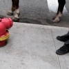 even fire hydrants have limbs