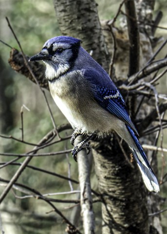 Jay on a Twig