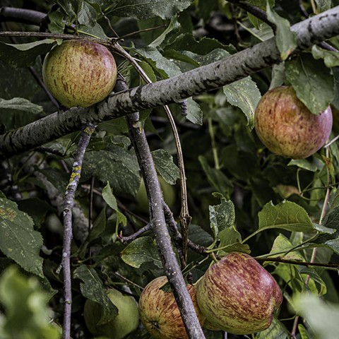 Apple Harvest