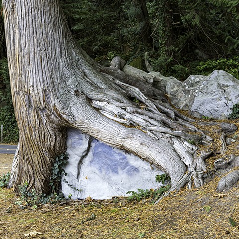 A Tree and The Rock