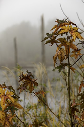 Autumn Leaves