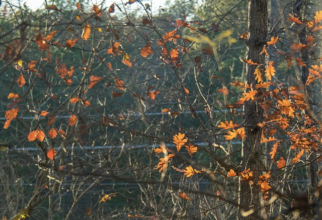 Autumn Leaves