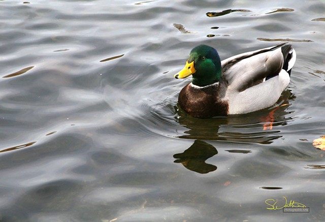 A Mallard