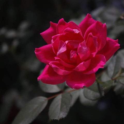 A BOLD ROSE