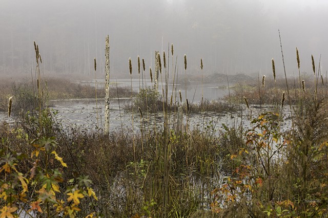 The Swamp