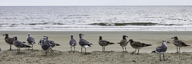 Seagull Birds