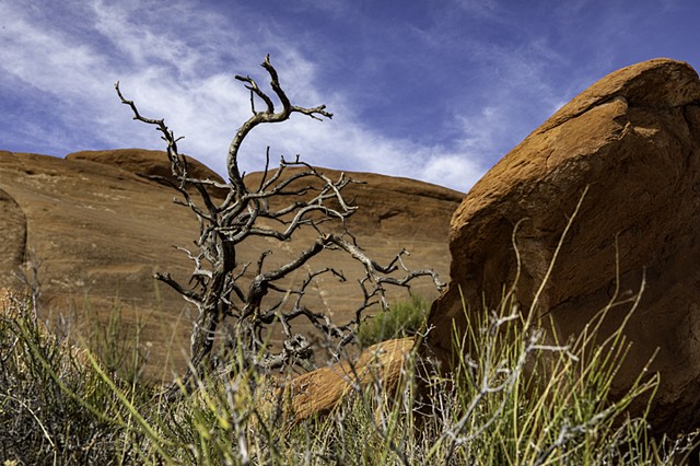 A Tree Grew in Moab