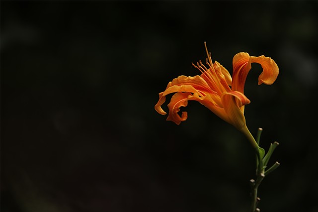 A DAYLILY IN SPACE