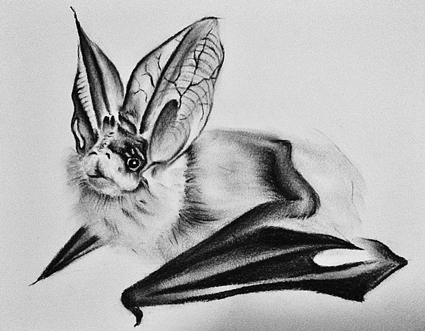 Bat #1