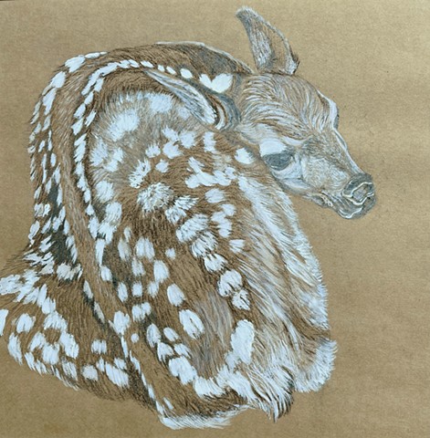 Fawn Study IV (SOLD)