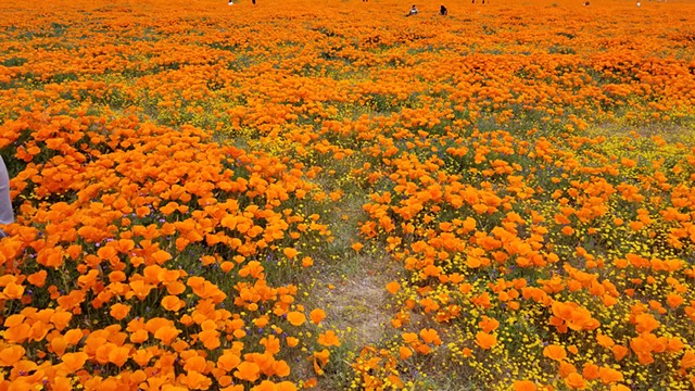 kates poppies