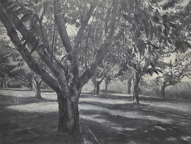 Orchard Shadows