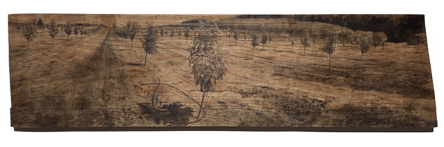 Graphite Drawing of a young fruit orchard made on Cherry Wood, showing natural wood grain as part of the composition