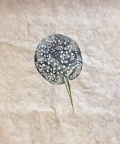 Potamotrygon