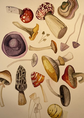 Fungi   watercolor on paper