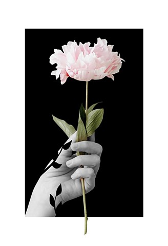 “Peony”