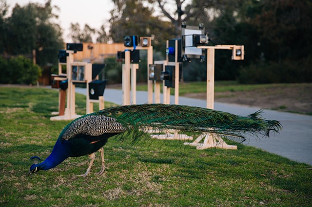 peacock