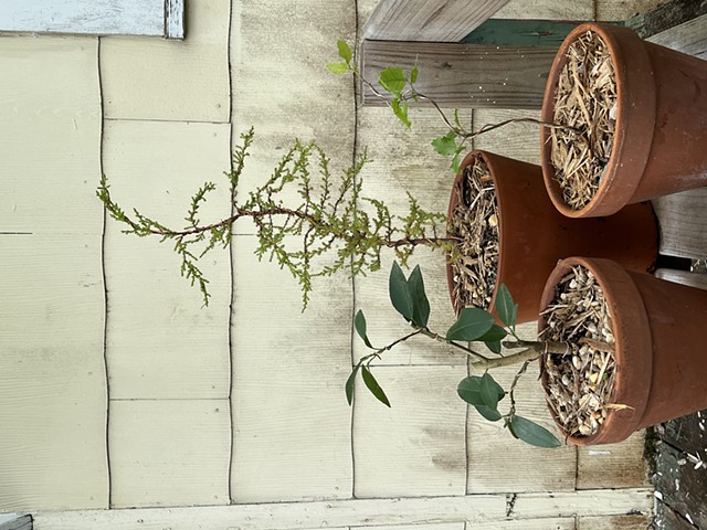 Lime, Monterey Cypress, Red Oak