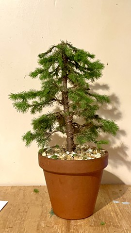 Spruce
