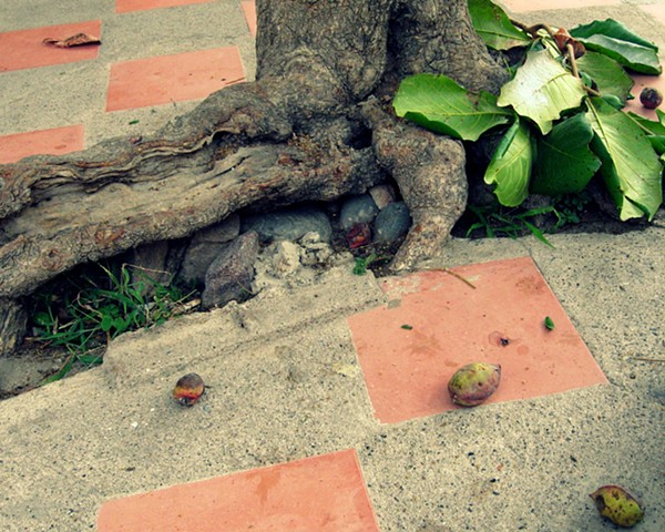 "Tree with Nuts" Puerto Vallarta 