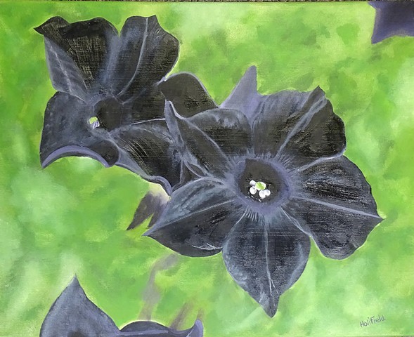 The Black Petunia